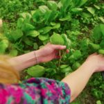 Does spinach regrow after cutting?