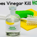 Does vinegar kill mold?