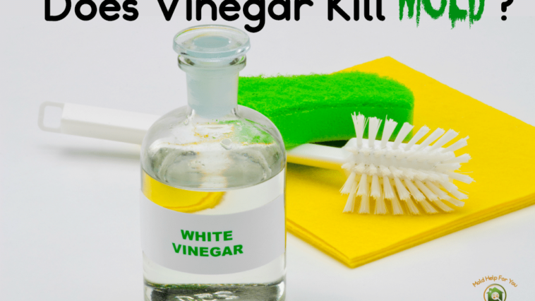 Does vinegar kill mold?
