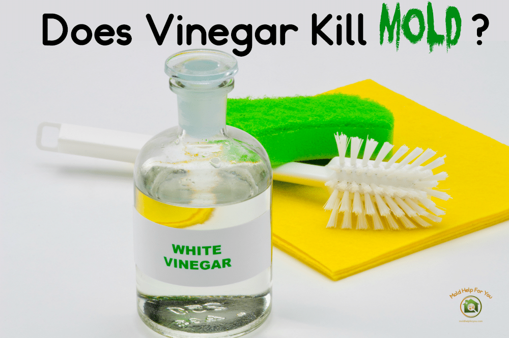 Spray To Kill Mold Hot Sale Save 56 Jlcatj gob mx Spray To Kill Mold Hot Sale Save 56 Jlcatj gob mx