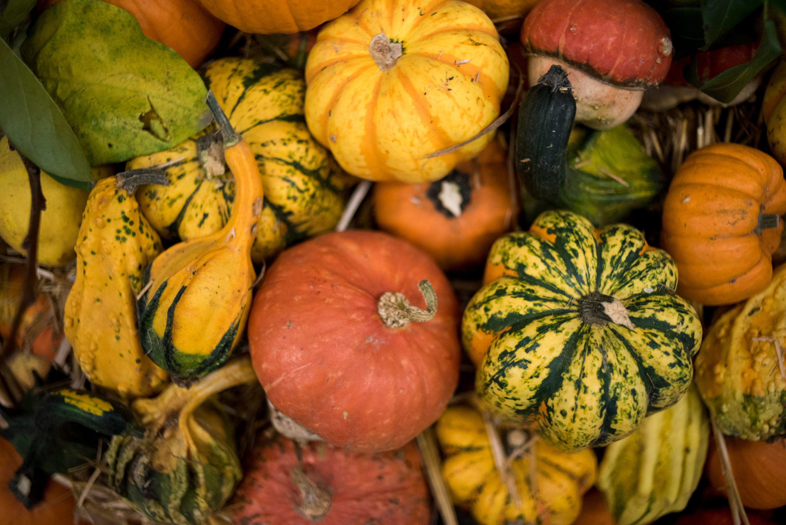 Are any squash poisonous?