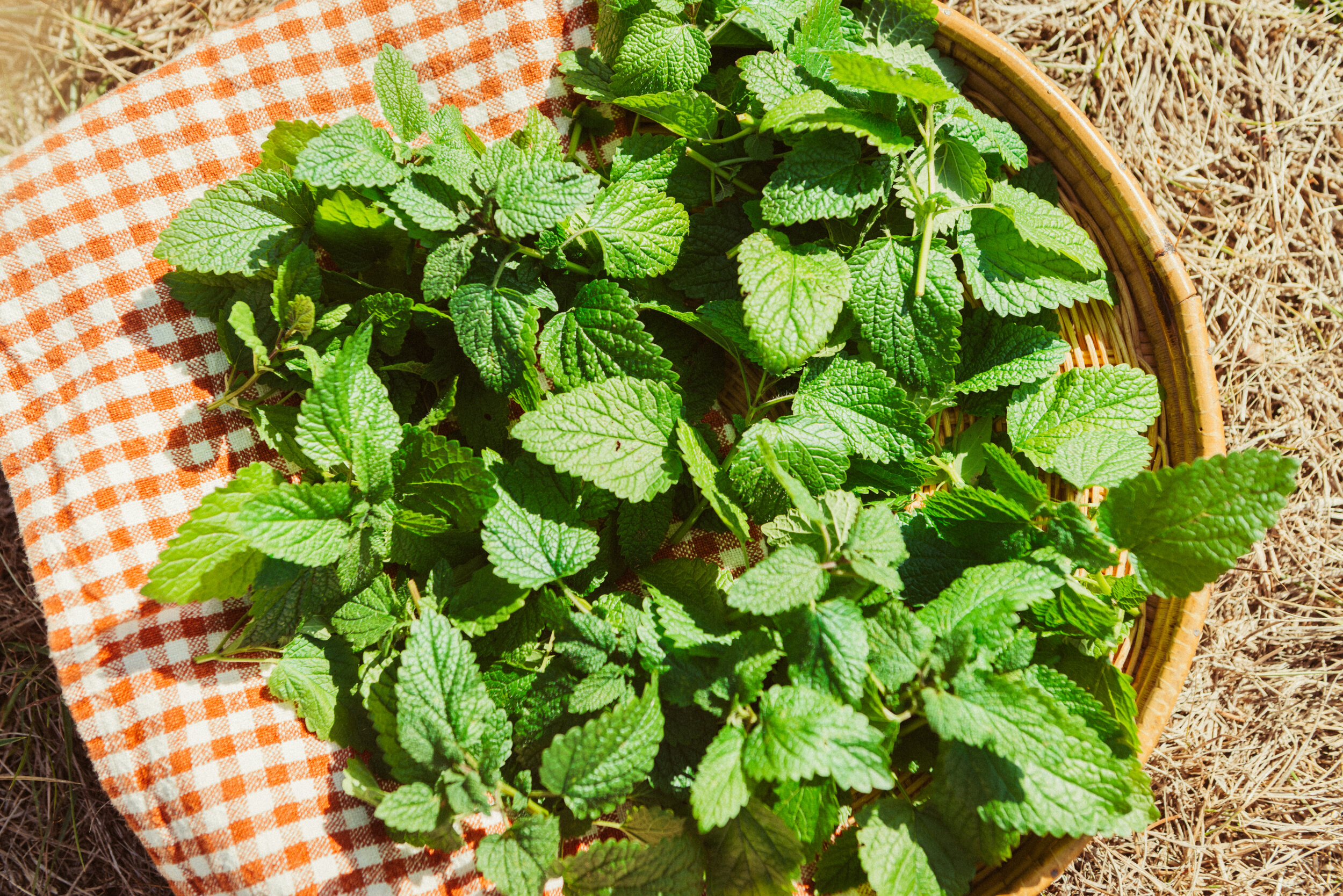 can-you-take-lemon-balm-everyday