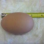Has a person ever laid an egg?