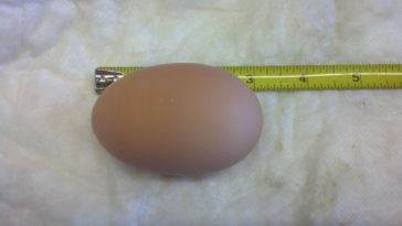 Has a person ever laid an egg?