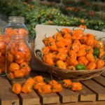 How bad is a habanero?