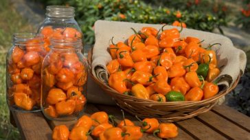 How bad is a habanero?