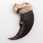 How can you tell if a bear claw is real?