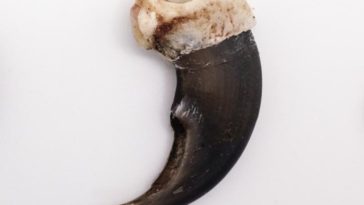 How can you tell if a bear claw is real?