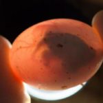 How can you tell if a can has BPA?