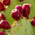 How can you tell if a prickly pear is bad?