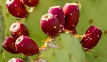 How can you tell if a prickly pear is bad?