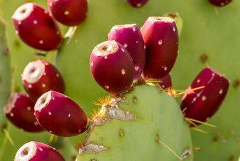 How can you tell if a prickly pear is bad?