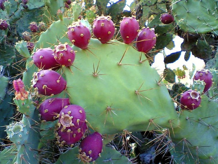 How can you tell if a prickly pear is good?