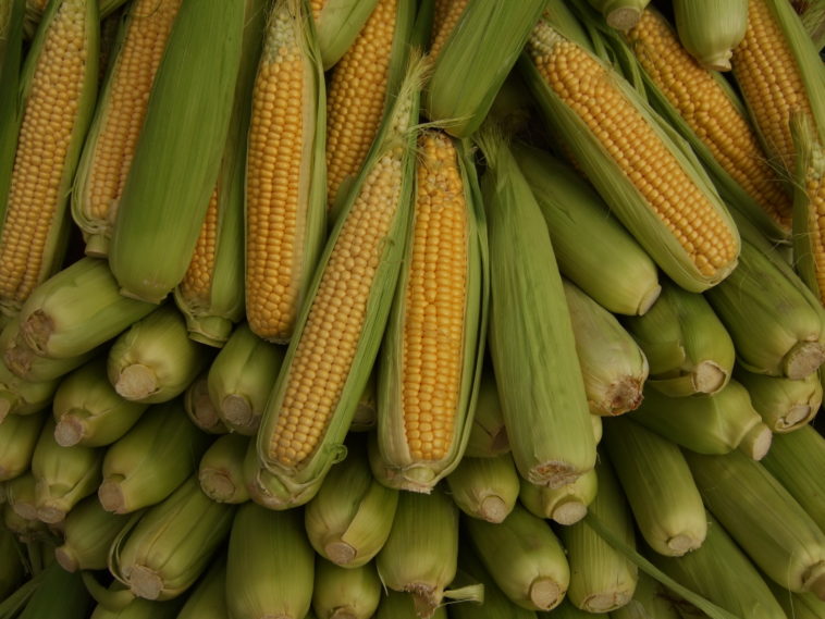 How did corn come to Italy?