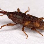How did weevils get in my rice?