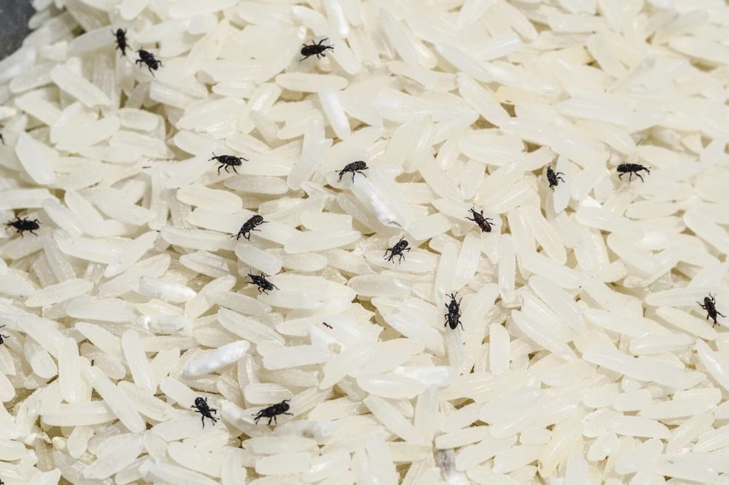 Does freezing flour kill bugs? - Foodly