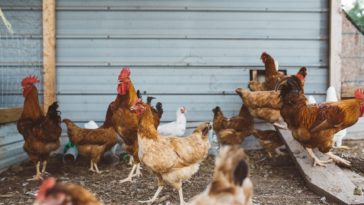 How do I cook a 9 month old chicken?