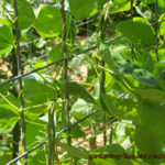 How do I get my pole beans to flower?