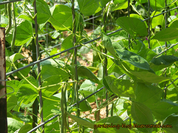 How do I get my pole beans to flower?