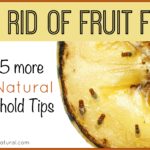 How do I get rid of fruit flies permanently?