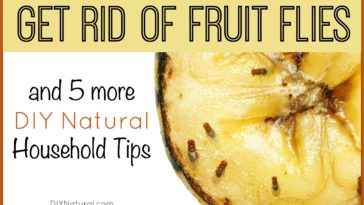 How do I get rid of fruit flies permanently?