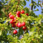How do I identify a cherry plum tree?