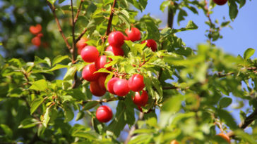 How do I identify a cherry plum tree?
