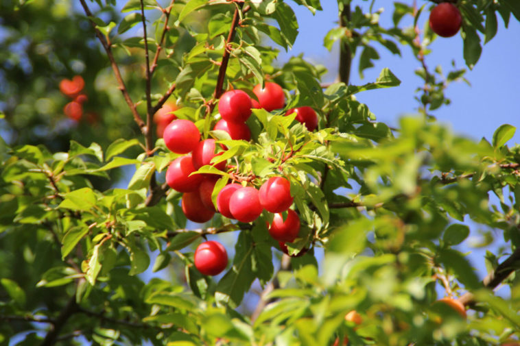 How do I identify a cherry plum tree?