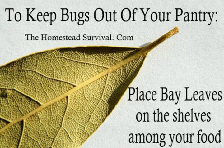 How do I keep bugs out of my kitchen?