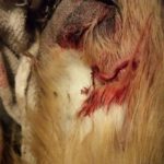 How do I know if my sheets are deep pocket?