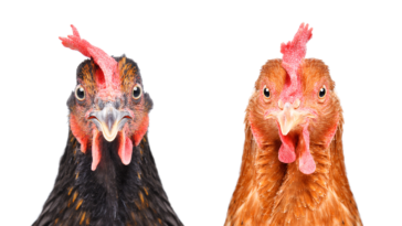 How do I make my liver taste good?