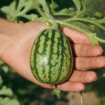 How do I make my watermelon sweeter when growing?