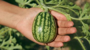 How do I make my watermelon sweeter when growing?