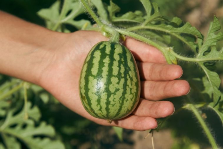 How do I make my watermelon sweeter when growing?