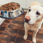 How do I pick the best dog food?