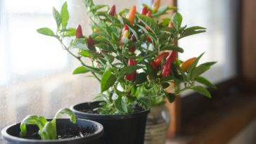 How do I start an indoor vegetable garden?