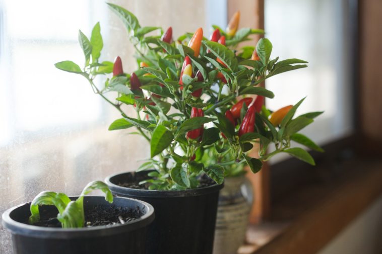 How do I start an indoor vegetable garden?