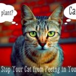 How do I stop my pants from smelling like urine?