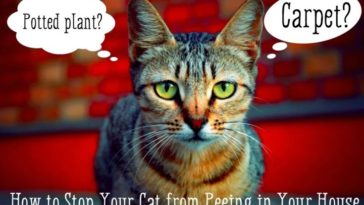 How do I stop my pants from smelling like urine?