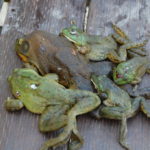 How do they kill frogs for frog legs?