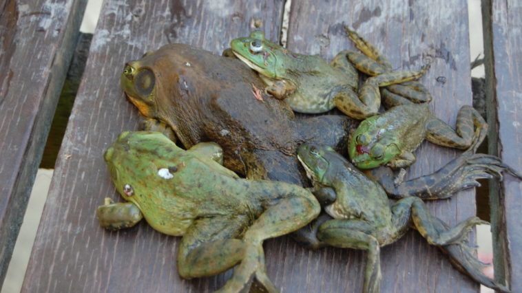 How do they kill frogs for frog legs?