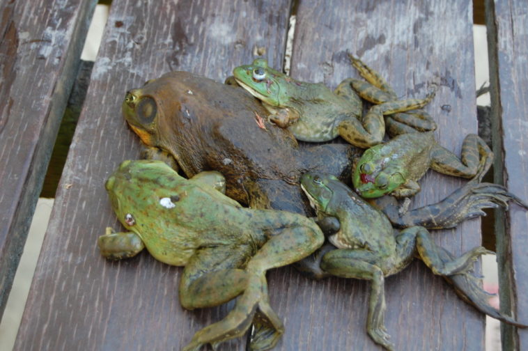 How do they kill frogs for frog legs?