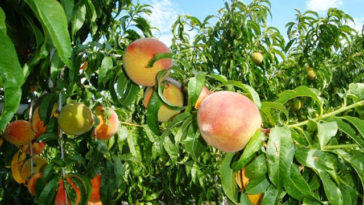 How do you care for an O'Henry Peach Tree?