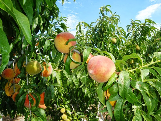 How do you care for an O'Henry Peach Tree?