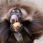 How do you eat a monkey apple?