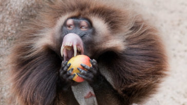 How do you eat a monkey apple?