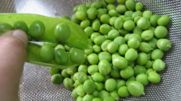 How do you freeze fresh lady peas?