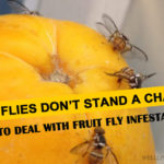 How do you get rid of a fruit fly infestation?