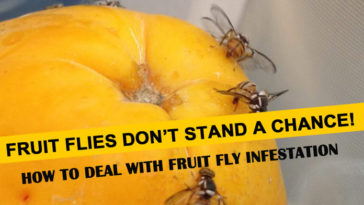 How do you get rid of a fruit fly infestation?
