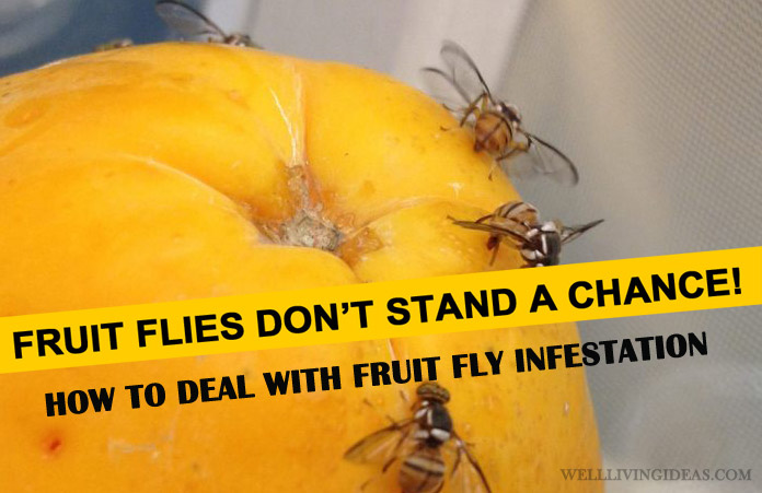 How do you get rid of a fruit fly infestation?